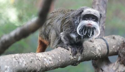 سلسلة حوادث مشبوهة بحديقة حيوانات دالاس.. وآخرها اختفاء قردين