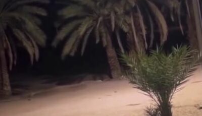 رجل يكتشف أصوات مخيفة بجانب مزرعته في البر .. فيديو