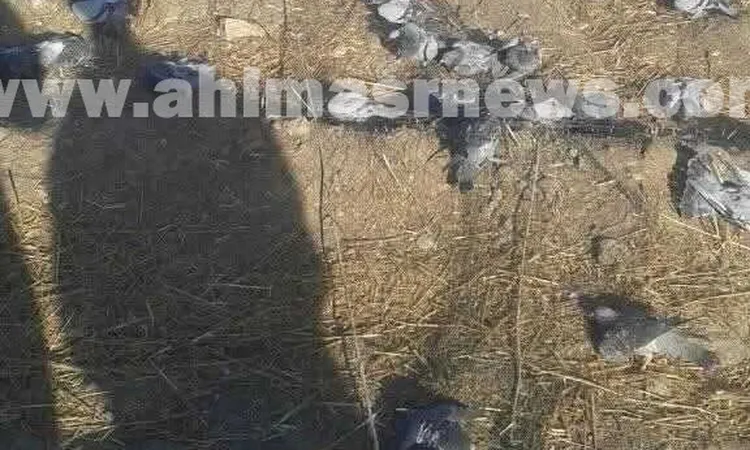 مأساة الحمام الجبلي في قنا.. خسائر أسر ورهن التراث للخطر