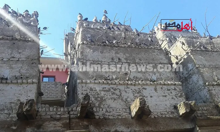 أقدم أبراج الحمام في الوقف بقنا بعد الإبادة الجماعية للحمام الجبلي