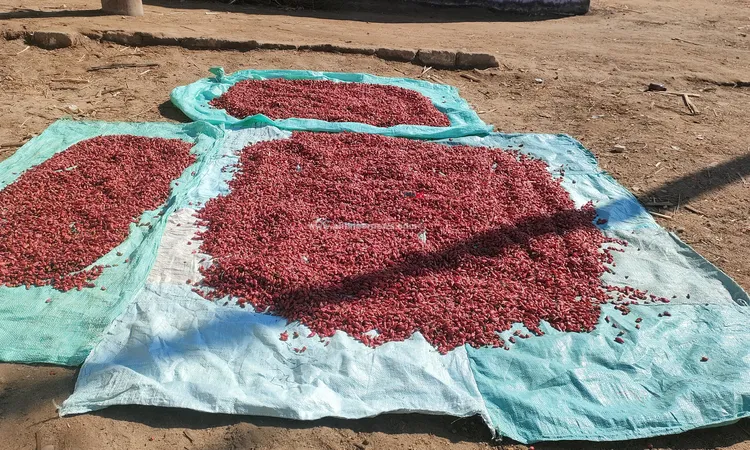 حصاد الشطة السوداني في الوقف: مزارعو جزيرة العبل يتصدرون