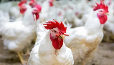 الغرف التجارية: السعر العادل لكيلو الدواجن يجب ألا يرتفع عن 68 جنيهًا