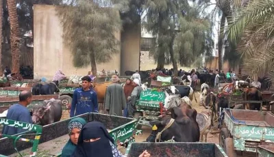 تحصين 44 ألف من الثروة الحيوانية ضد الحُمى القُلاعية والوادي المُتصدّع ببنى سويف