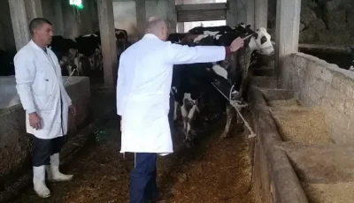 “الزراعة” تنفي صحة فيديو حالات نفوق الماشية المتداول على وسائل التواصل الاجتماعي