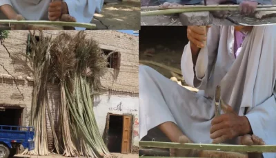 الكراسي من جريد.. والرزق من الجدود.. حكاية الصمود في نجع المسلمات بقنا